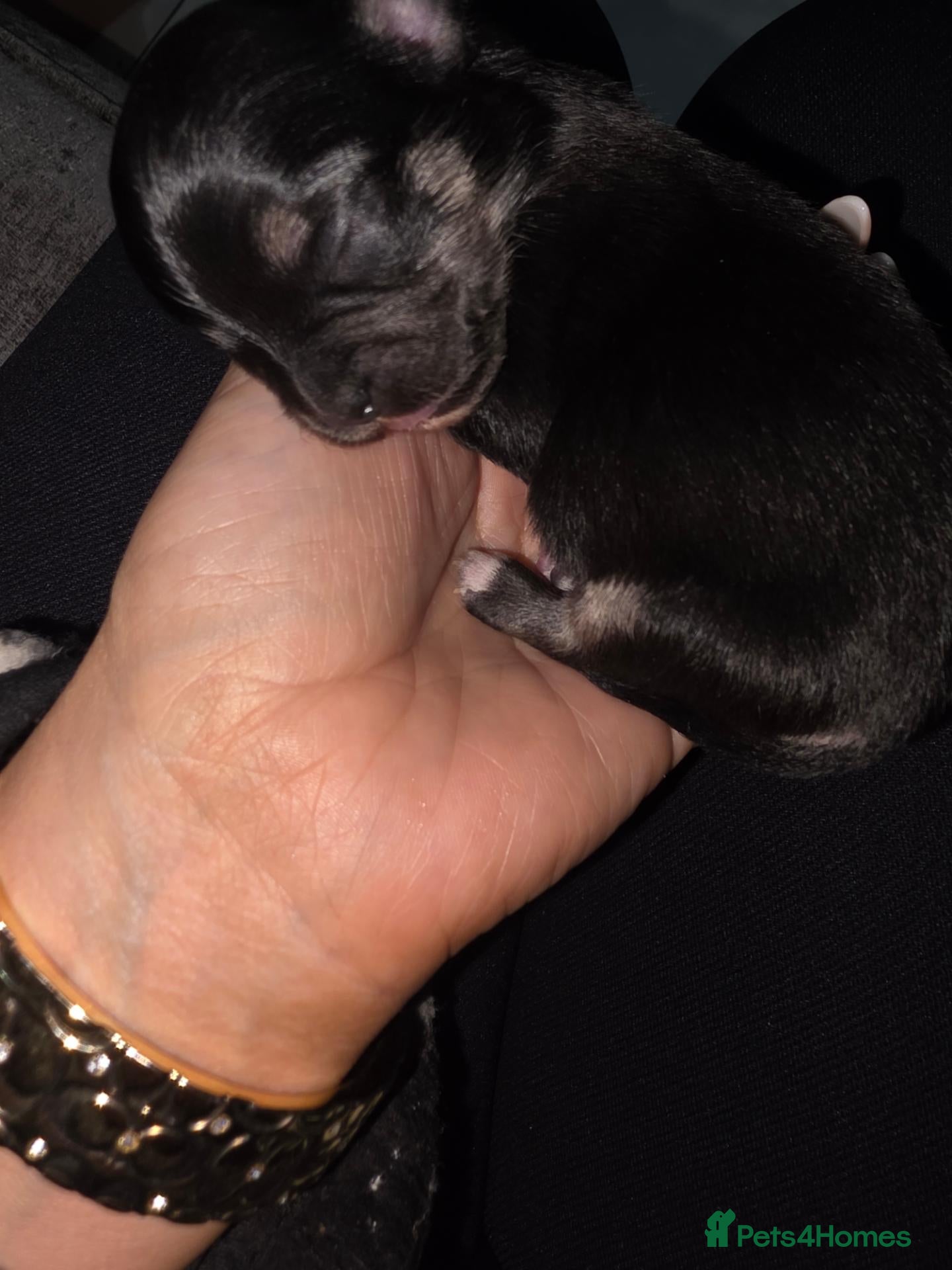 Chihuahua dogs for sale: GORGEOUS LONG-HAIRED CHIHUAHUA BOY - Advert 10