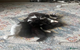 British Shorthair cats for sale: 3 black male kittens - Image 1