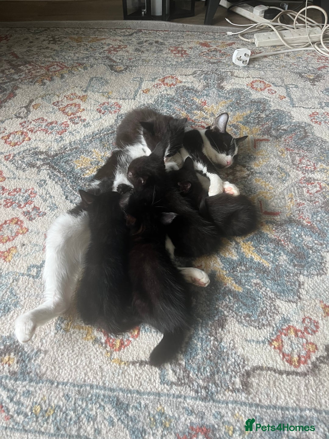 British Shorthair cats for sale: 3 black male kittens - Image 1