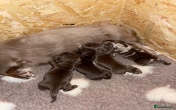 Miniature Dachshund dogs for sale: Kc Reg Long Haired Miniture Dachshund Puppies - Image 11