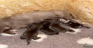Miniature Dachshund dogs - Advert 2