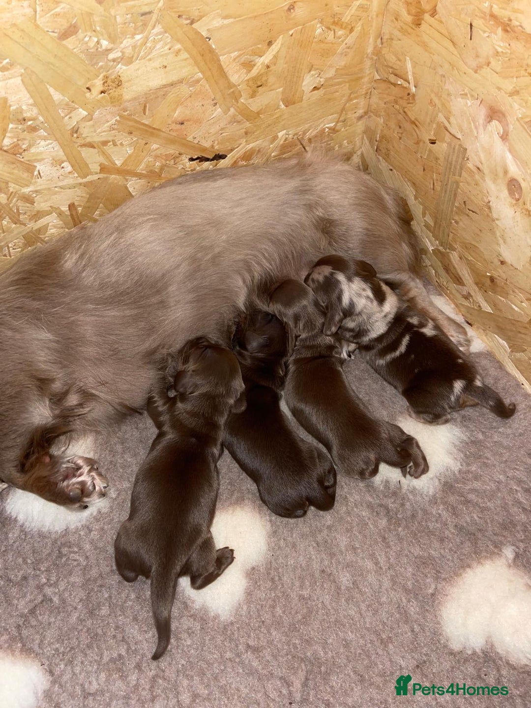 Miniature Dachshund dogs for sale: Kc Reg Long Haired Miniture Dachshund Puppies - Image 11