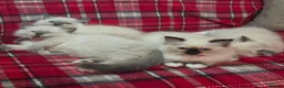 Persian cats for sale: 4 Persian x Ragdoll kittens in Glasgow - Advert 9
