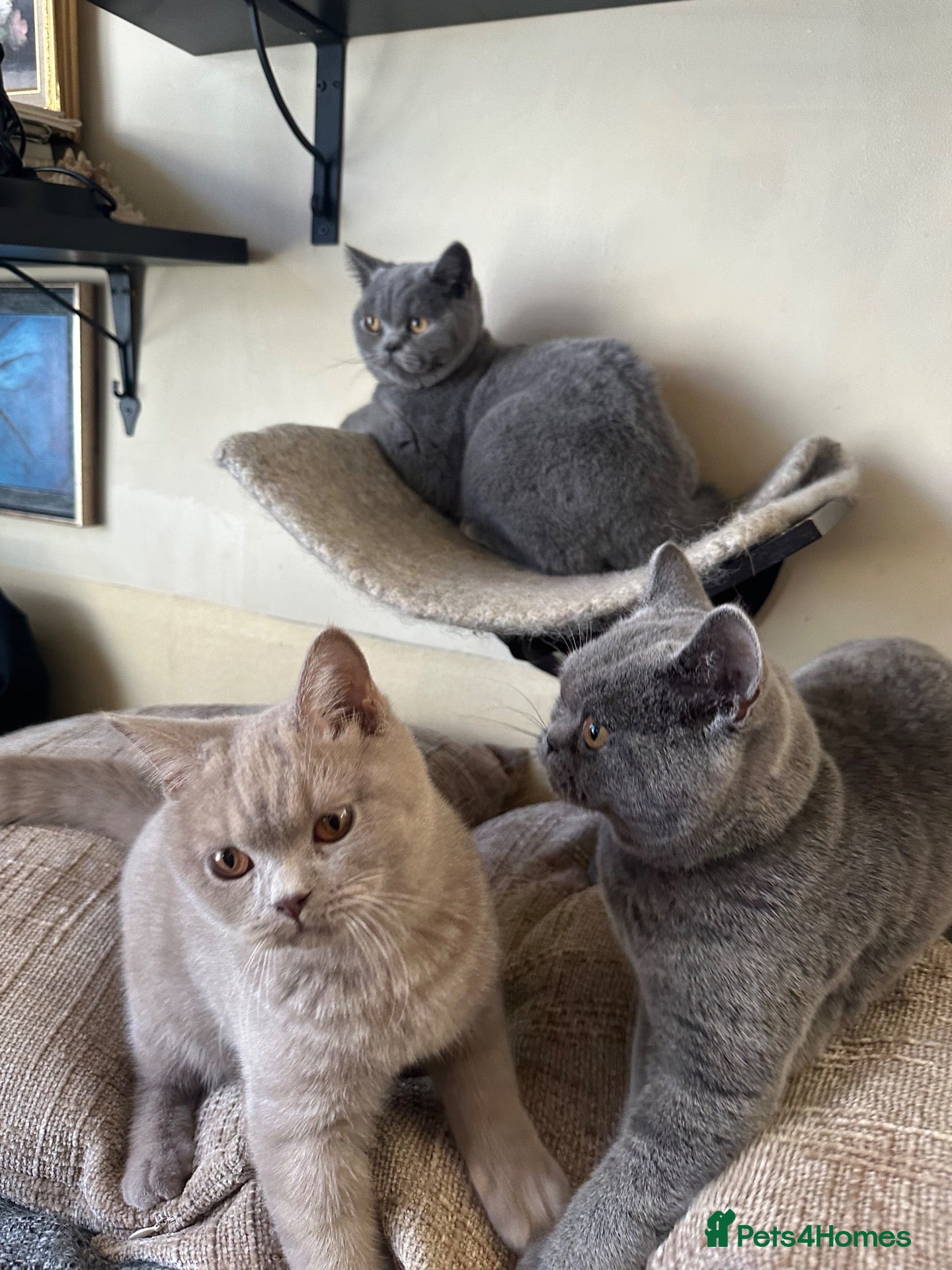 British Shorthair cats British Shorthair GCCF-registered Kittens  - Advert 2