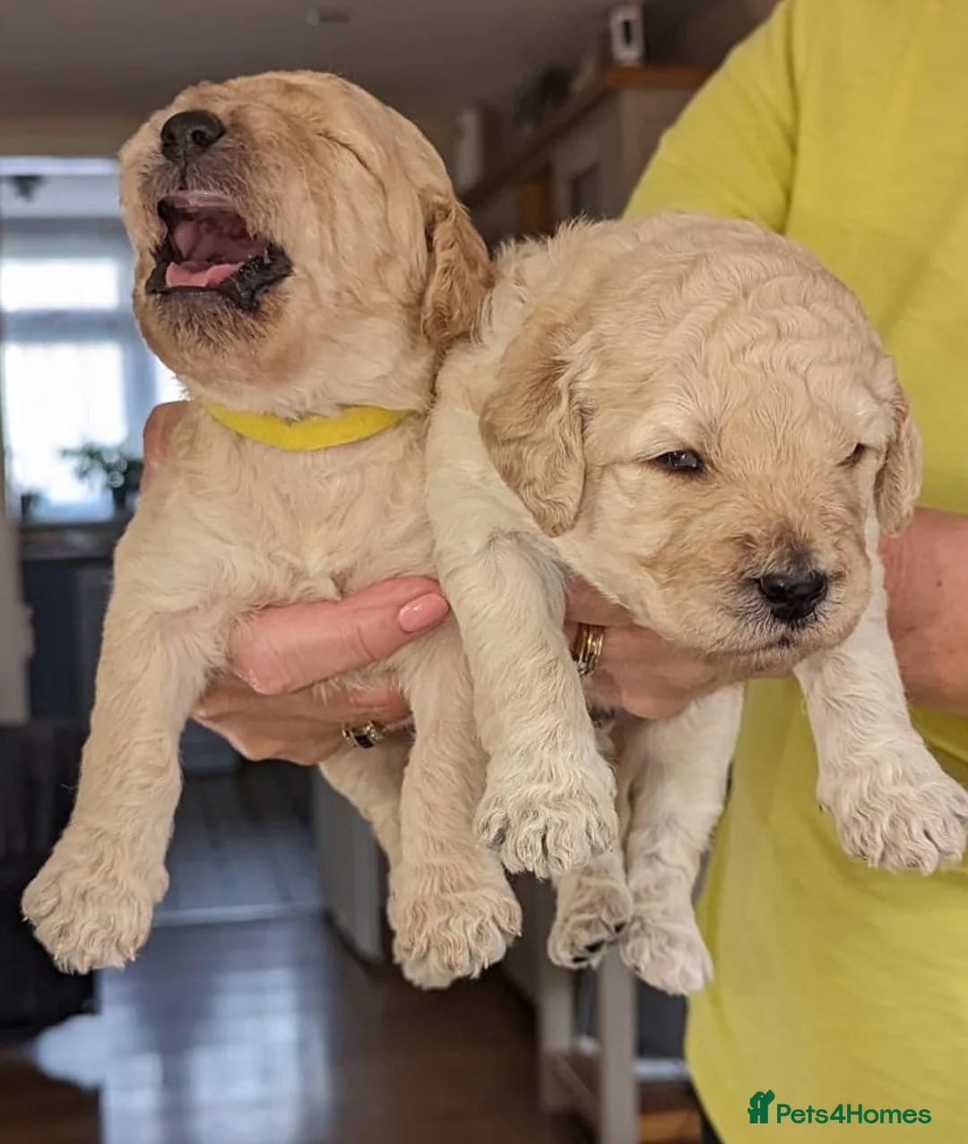 Labradoodle dogs for stud: Labradoodle Stud - Proven in Worthing - Advert 23