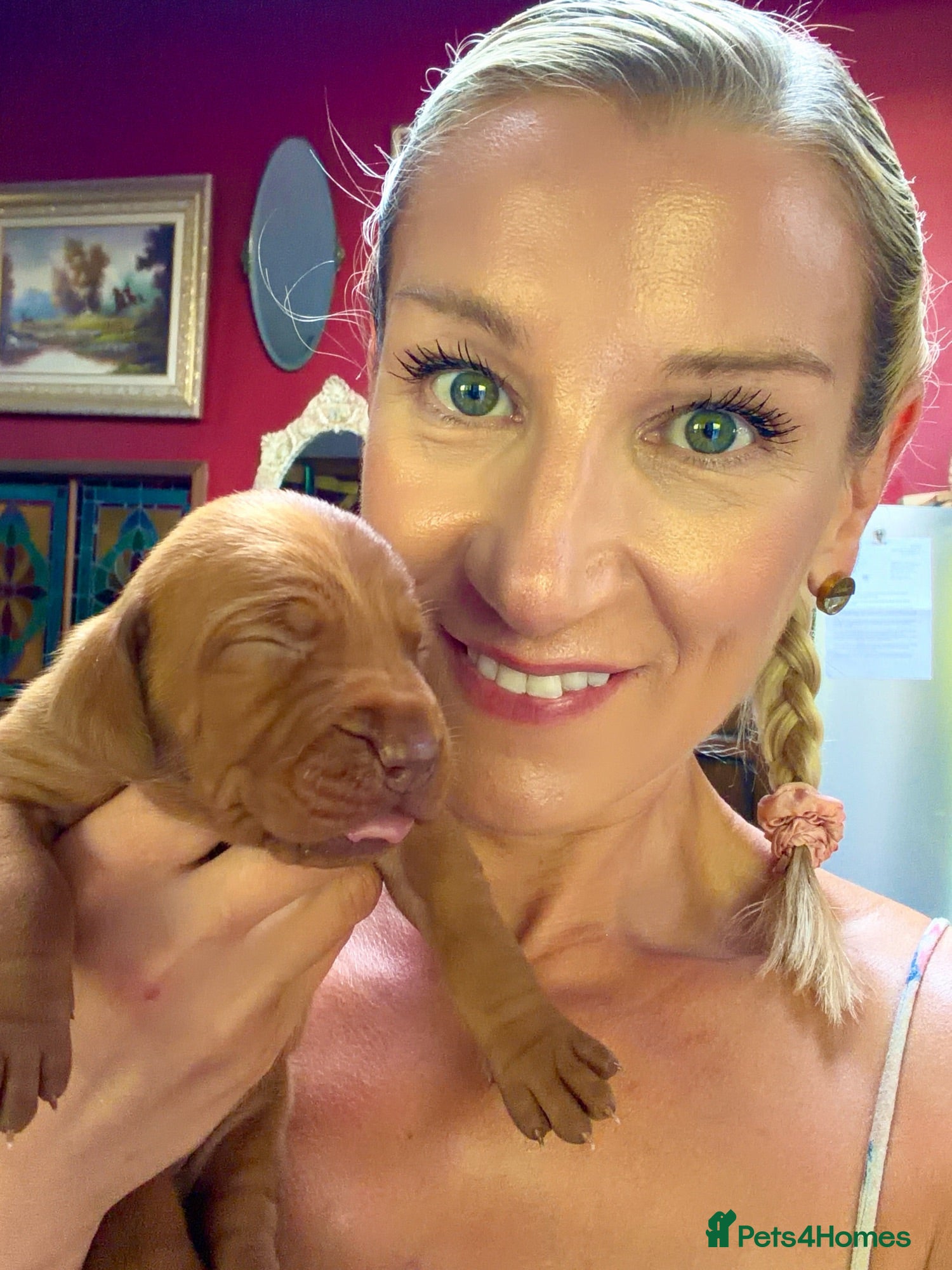 Hungarian Vizsla dogs 🥰 NEW KC REG Hungarian Vizsla Beautifully Bred,  - Advert 6