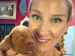 Hungarian Vizsla dogs 🥰 NEW KC REG Hungarian Vizsla Beautifully Bred, - Advert 6