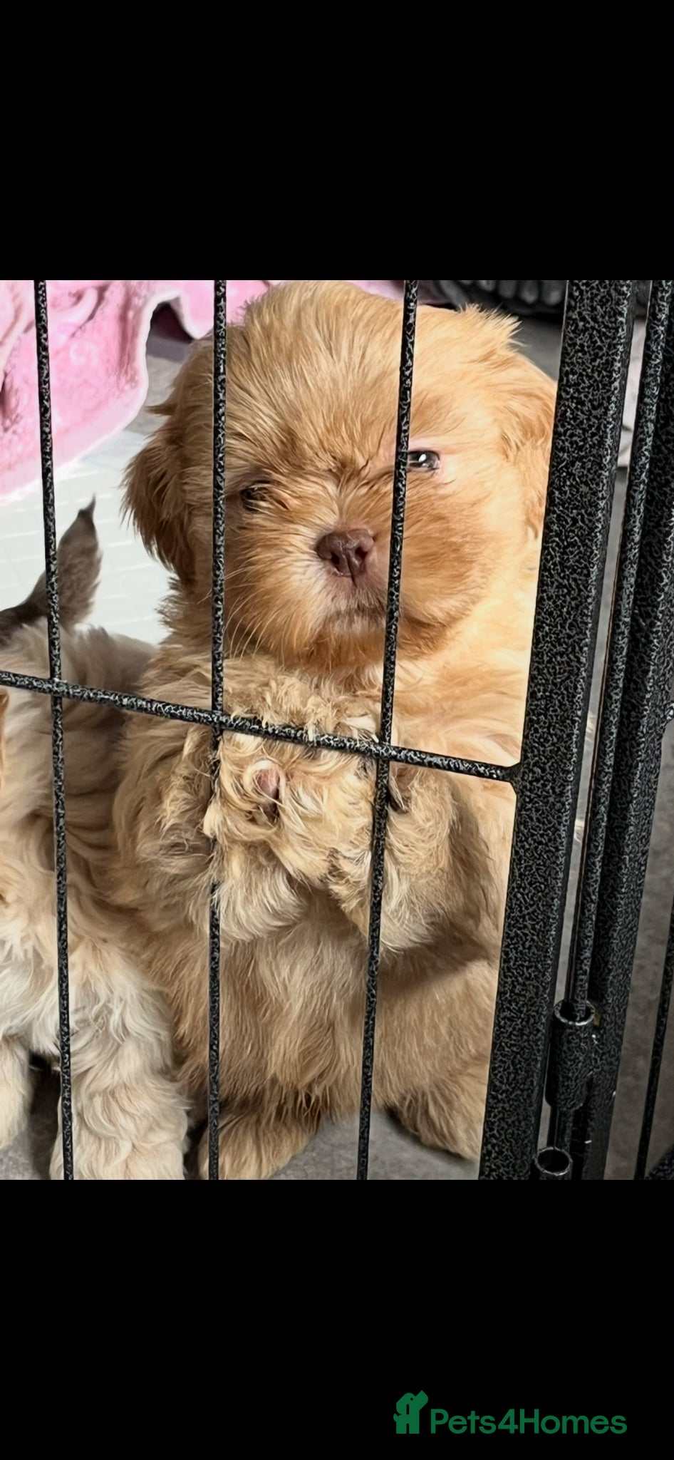 Shih Tzu dogs for sale: Gorgeous shitzu puppies in Lydney - Advert 14