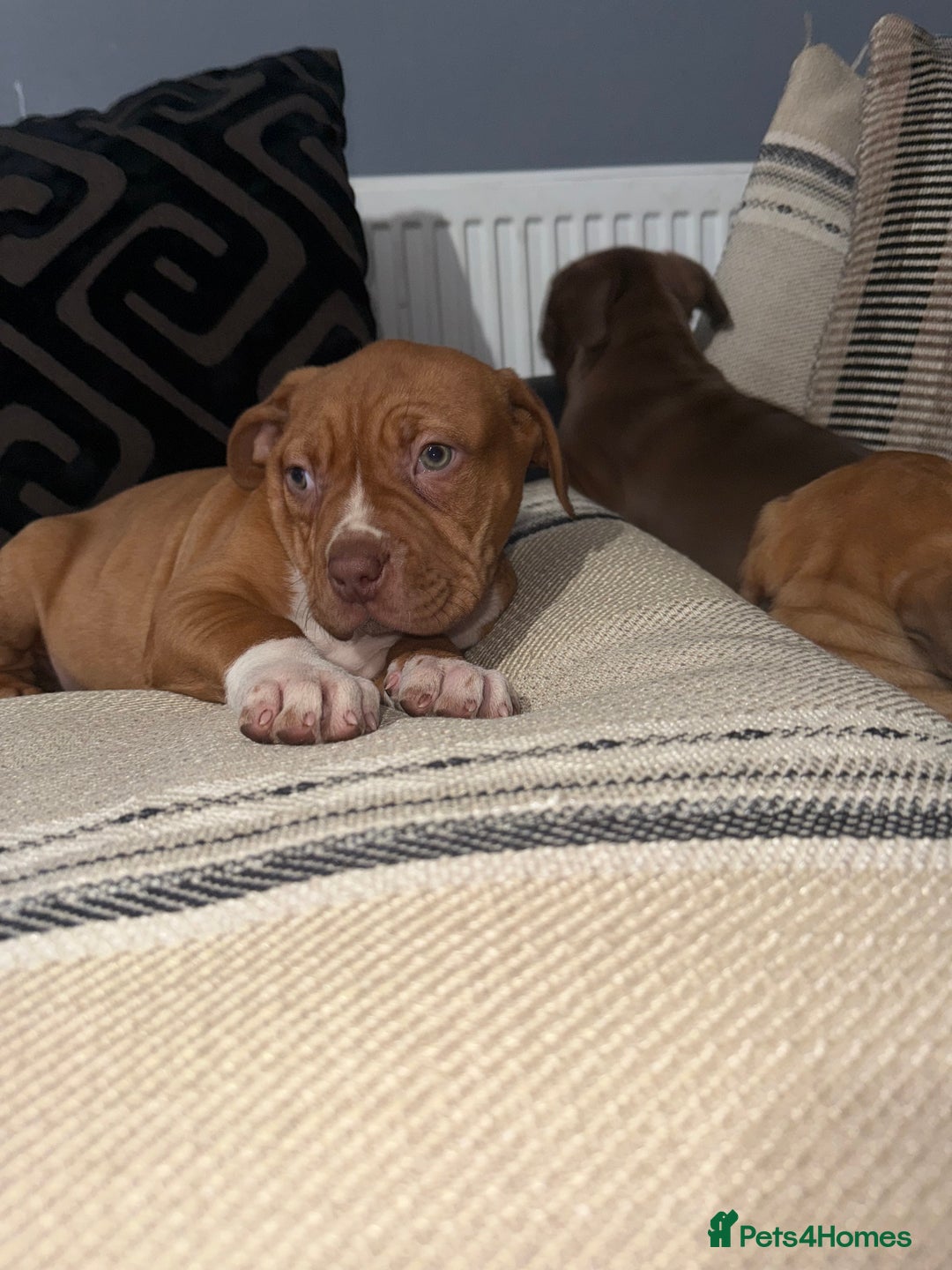 Mixed Breed dogs for sale: Ddb x cane corso - Advert 16