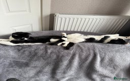 Mixed Breed cats for sale: Pixie - 6yrs old -Maine Coon X - Image 6