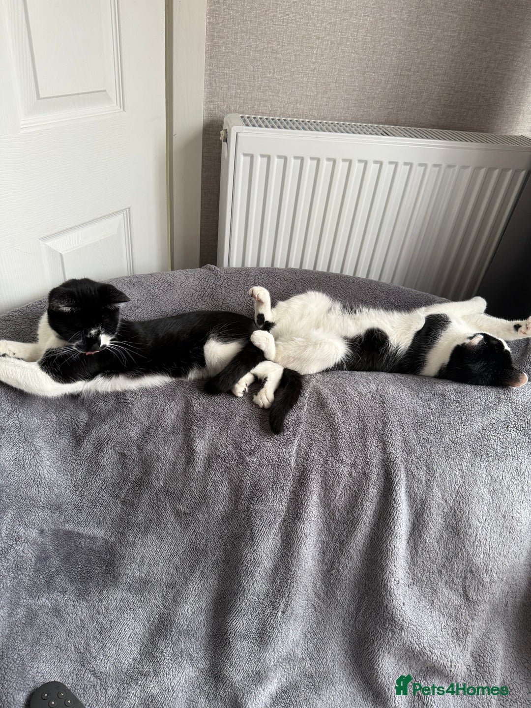 Mixed Breed cats for sale: Pixie - 6yrs old -Maine Coon X - Image 6