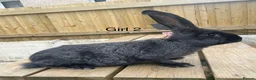 Continental Giant rabbits for sale: 💖 last girl! Pure bred continental giants💖 - Advert 2