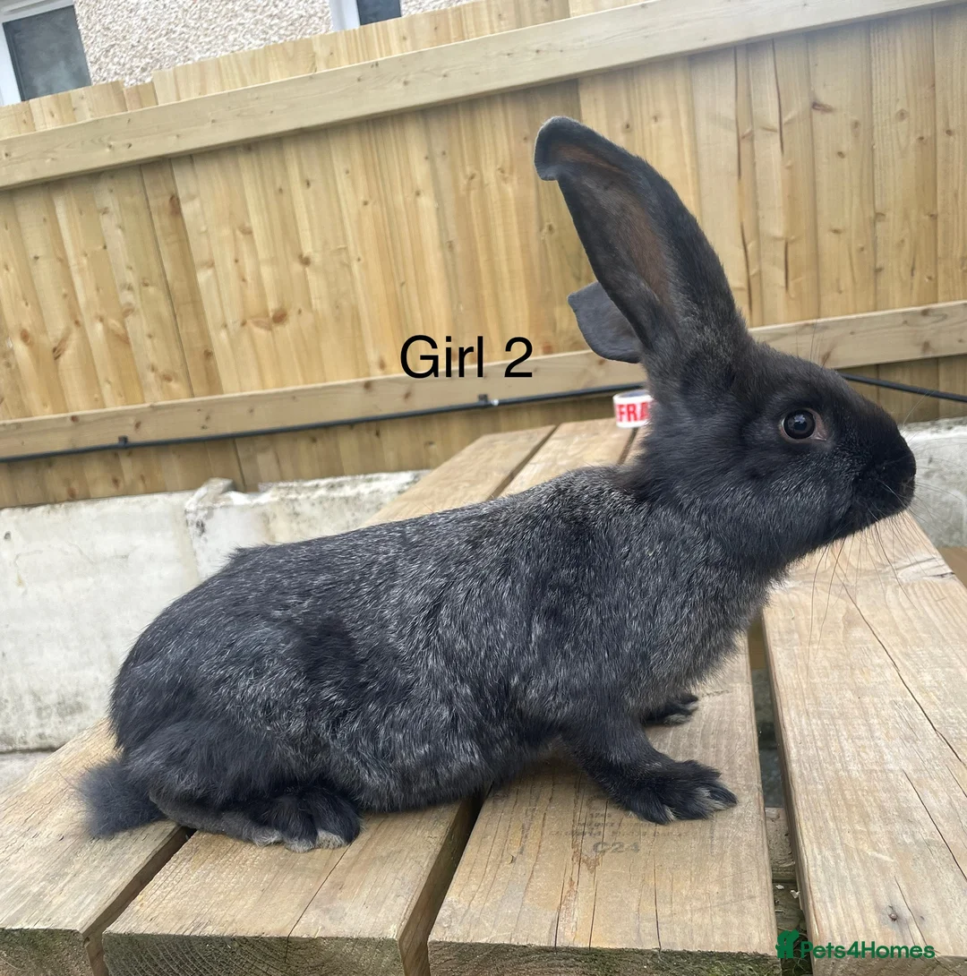 Continental Giant rabbits for sale: 💖 last girl! Pure bred continental giants💖 - Advert 2