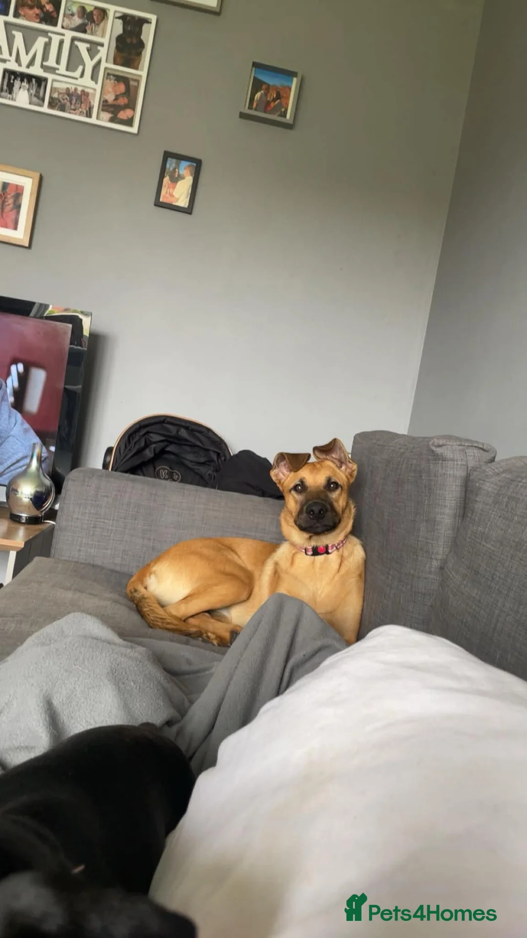 Mixed Breed dogs for sale: Final Belgian Malinois cross pup left  - Advert 1