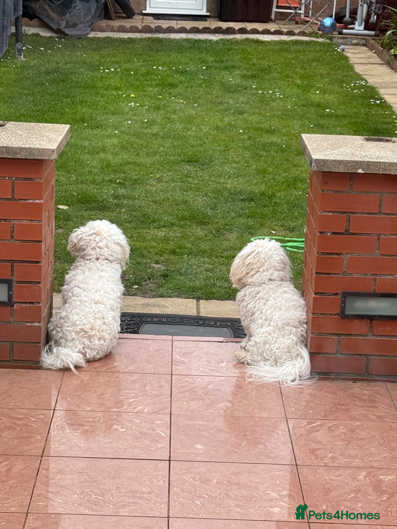 Bichon Frise dogs Hello - Advert 1
