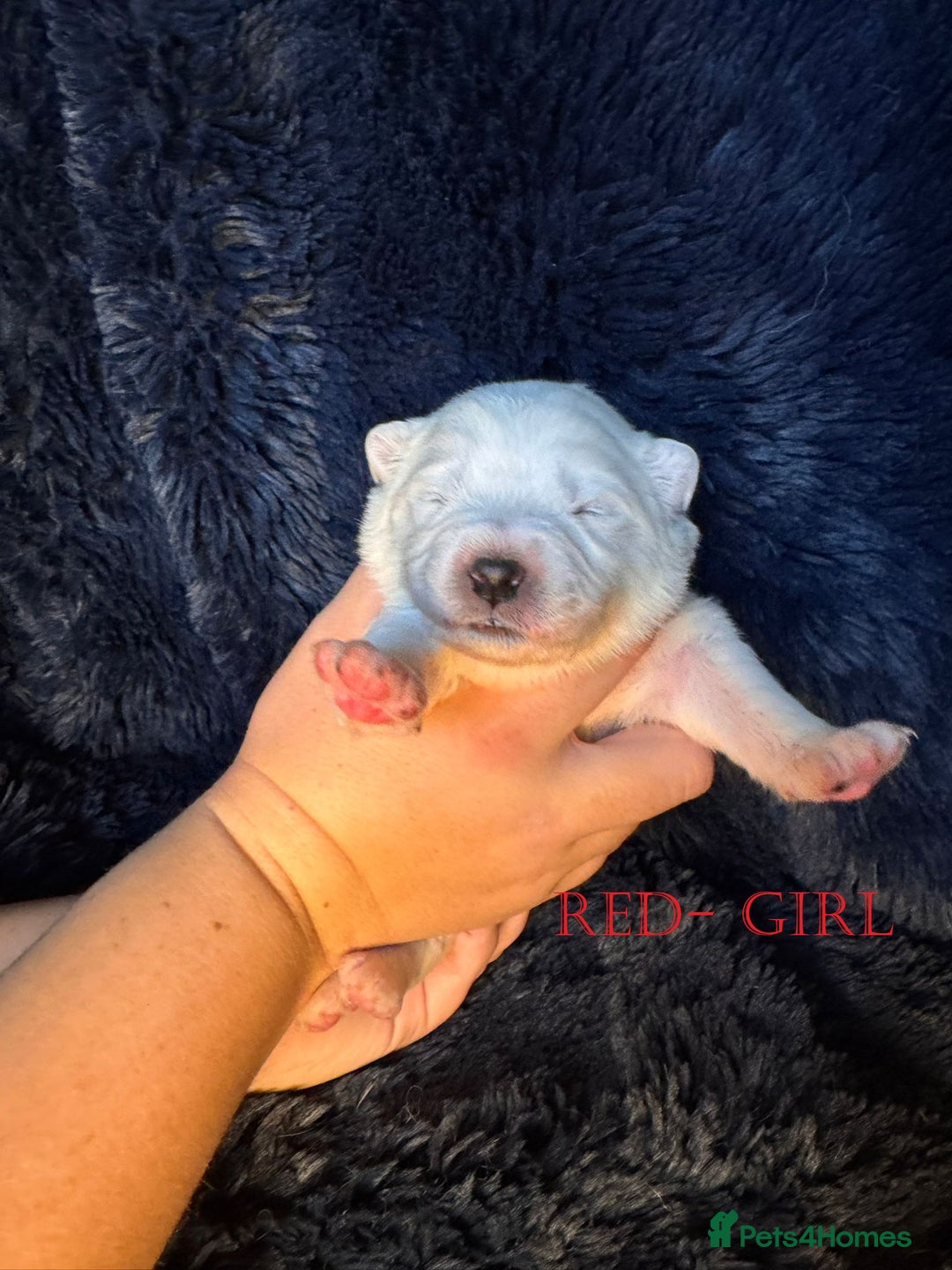 Samoyed dogs for sale: 🌟 Exceptional KC bear-faced Samoyed pups 🌟 - Advert 15