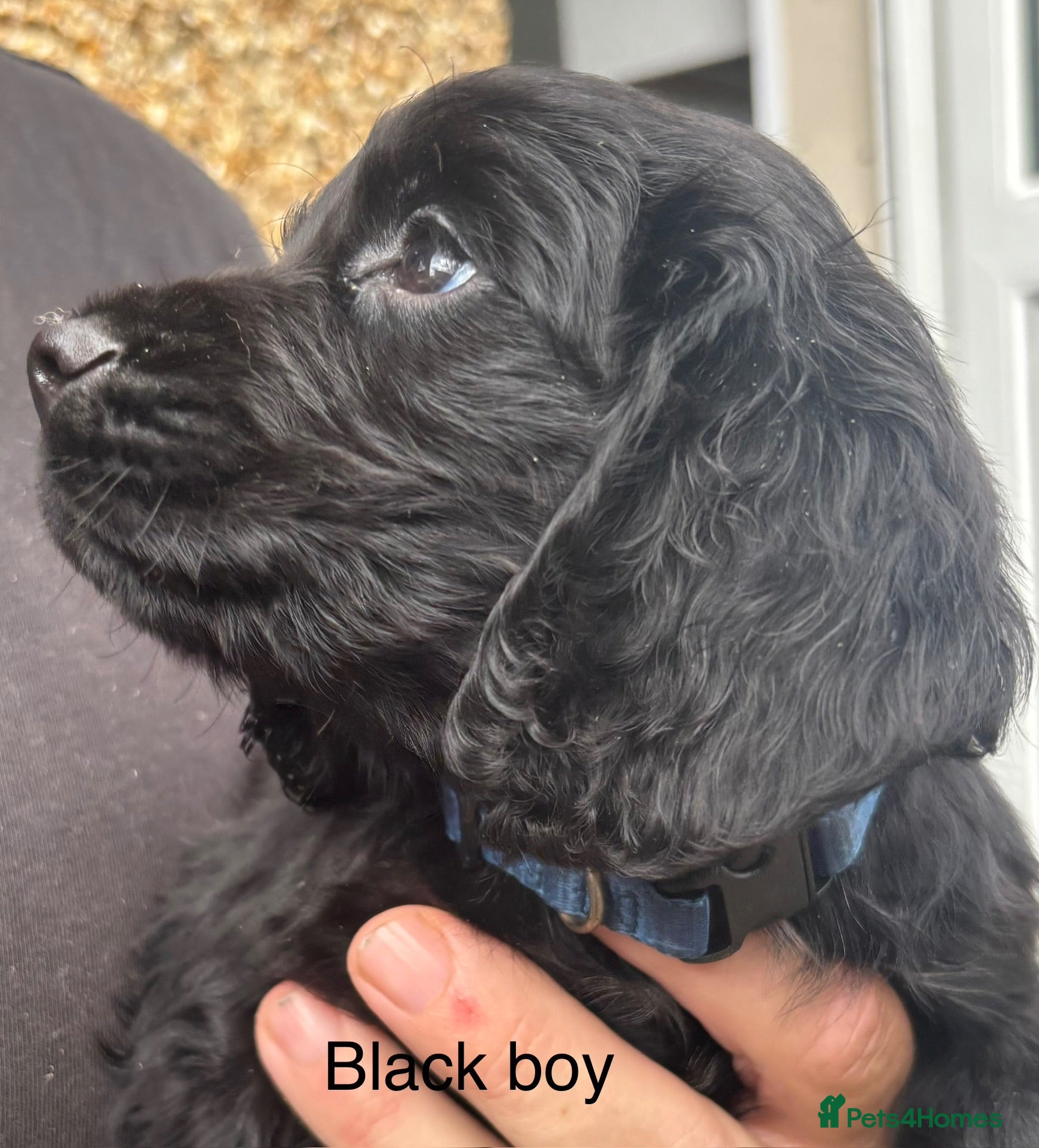 Cocker Spaniel dogs Cocker Spaniel Puppies - Advert 1