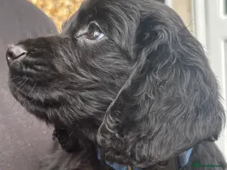 Cocker Spaniel dogs Cocker Spaniel Puppies - Advert 1