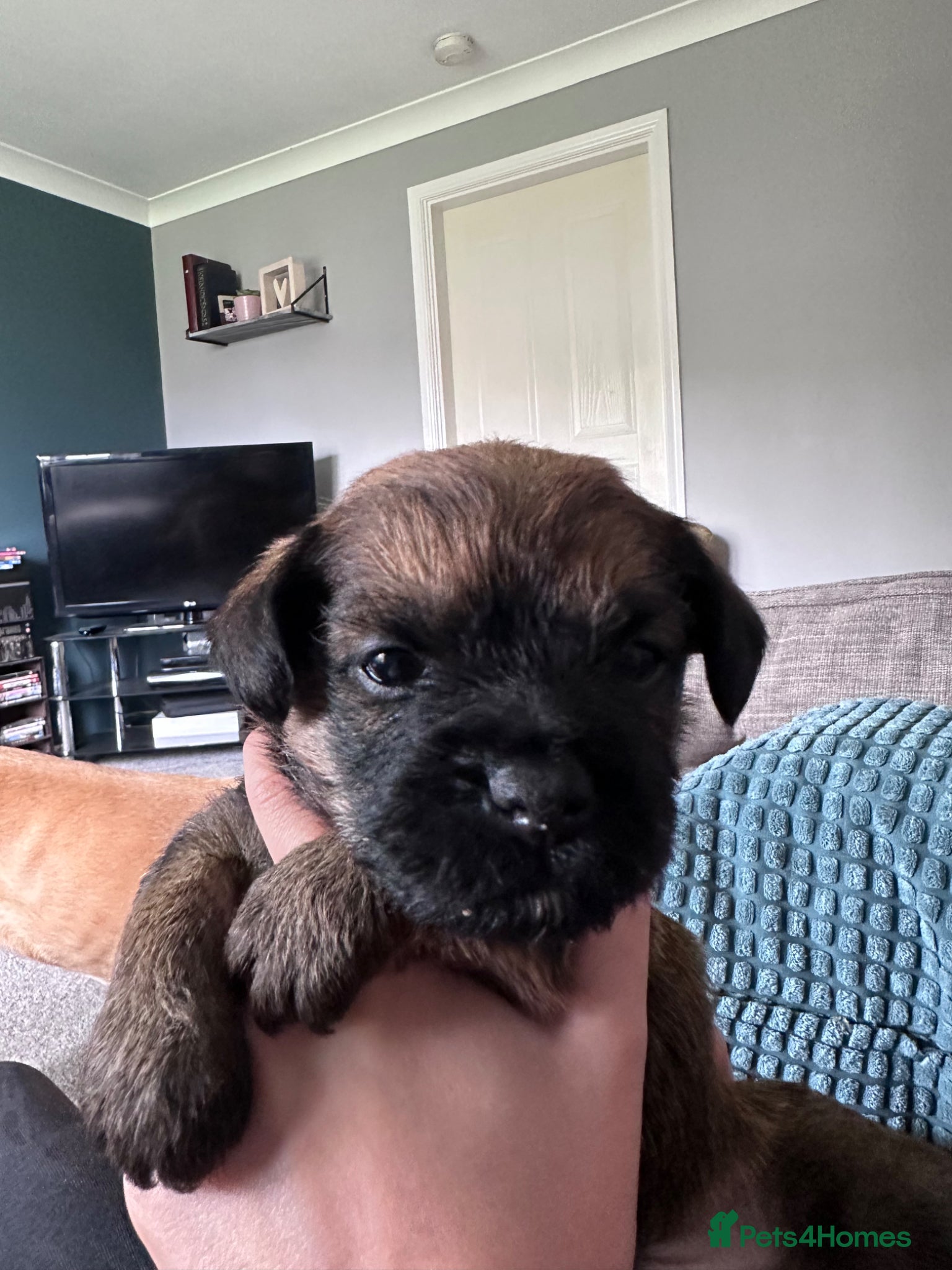 Border Terrier dogs for sale: KC Registered Slem clear Border Terrier Pups - Advert 3