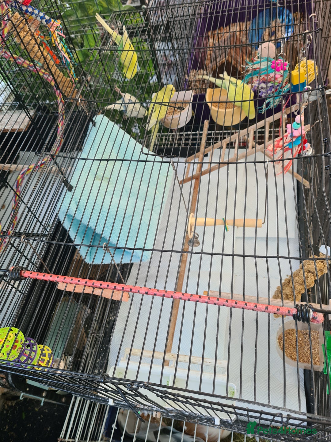 Budgerigars birds for sale: 4 X YOUNG BUDGIES COMPLETE WITH CAGE  - Advert 6