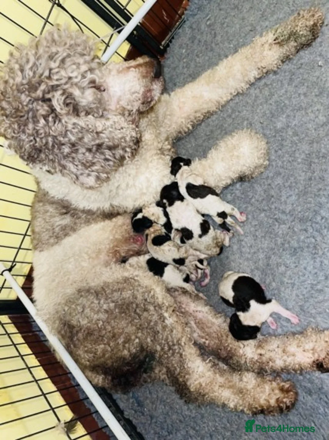 Standard Poodle dogs for stud: Standard party poodle in Marlborough - Advert 13