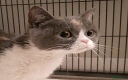 Scottish Fold cats for sale: SOLD---TICA Registered Scottish Straight Neutared  - Image 3