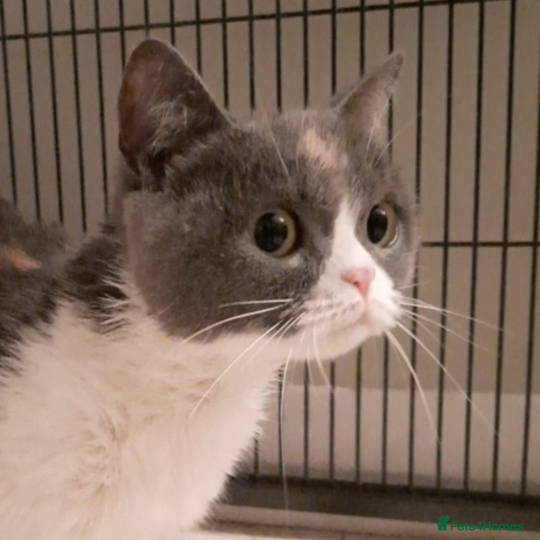 Scottish Fold cats for sale: SOLD---TICA Registered Scottish Straight Neutared  - Image 3