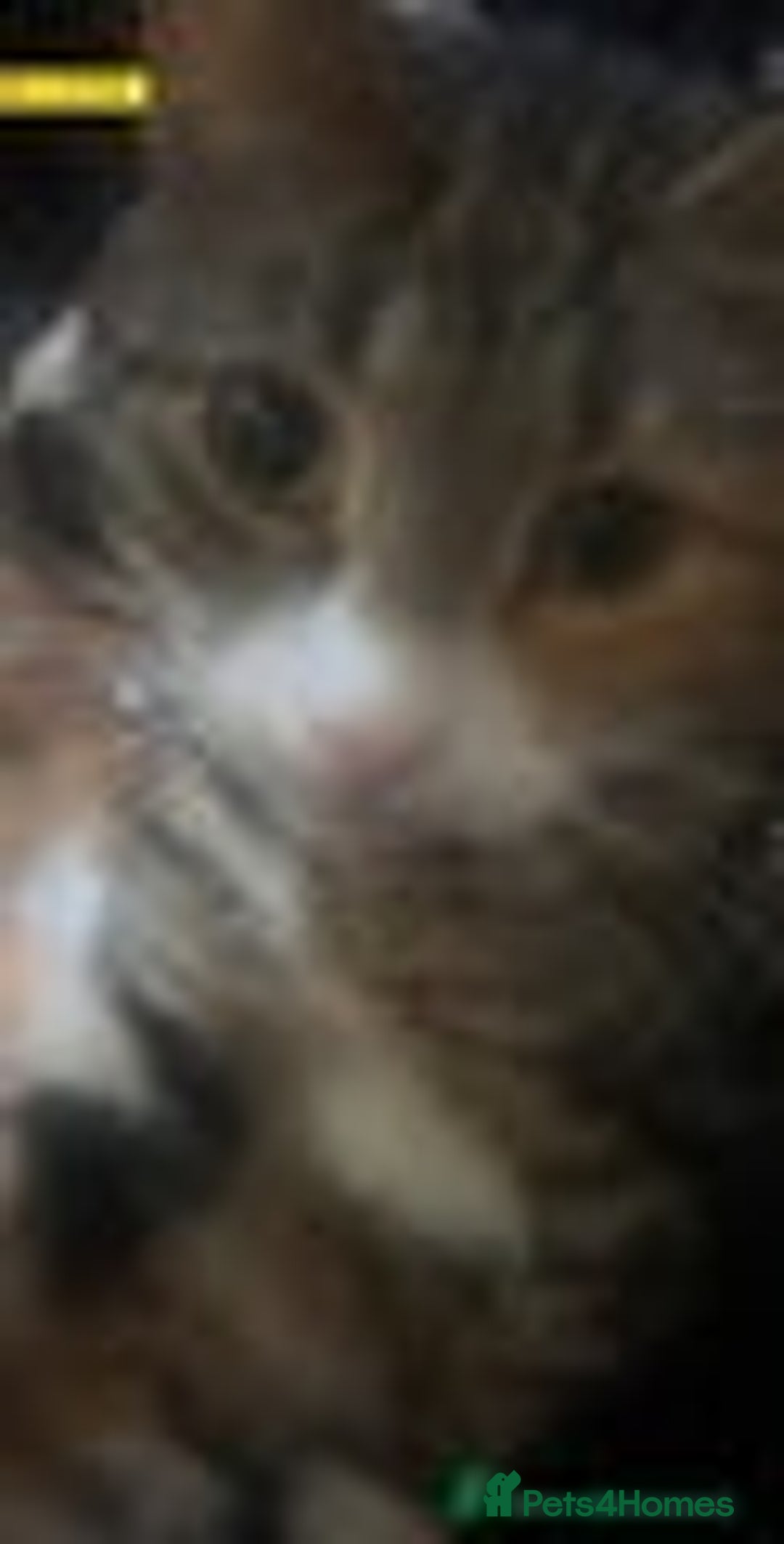 Mixed Breed cats for sale: 2 males & 1 female kitten  - Image 2