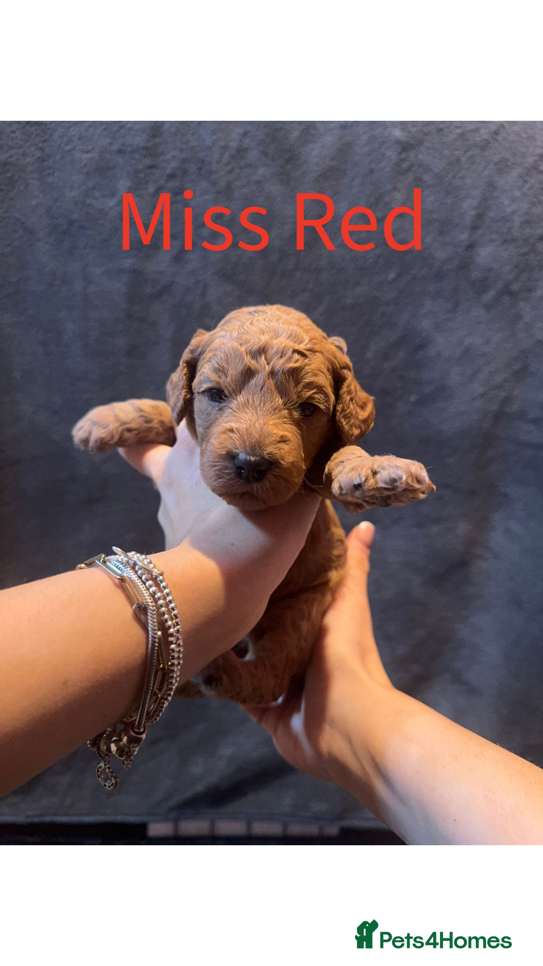 Australian Labradoodle dogs for sale: Extensively health tested Austrailian Labradoodles - Advert 6