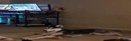 Siberian Husky dogs for sale: Siberian husky for sale  in Exeter - Advert 9