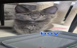 Maine Coon cats for sale: Maine Coon Glasgow AVAILABLE  - Image 6