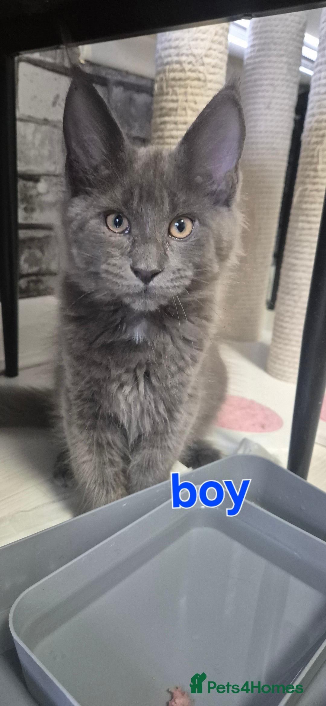 Maine Coon cats for sale: Maine Coon Glasgow AVAILABLE  - Image 6