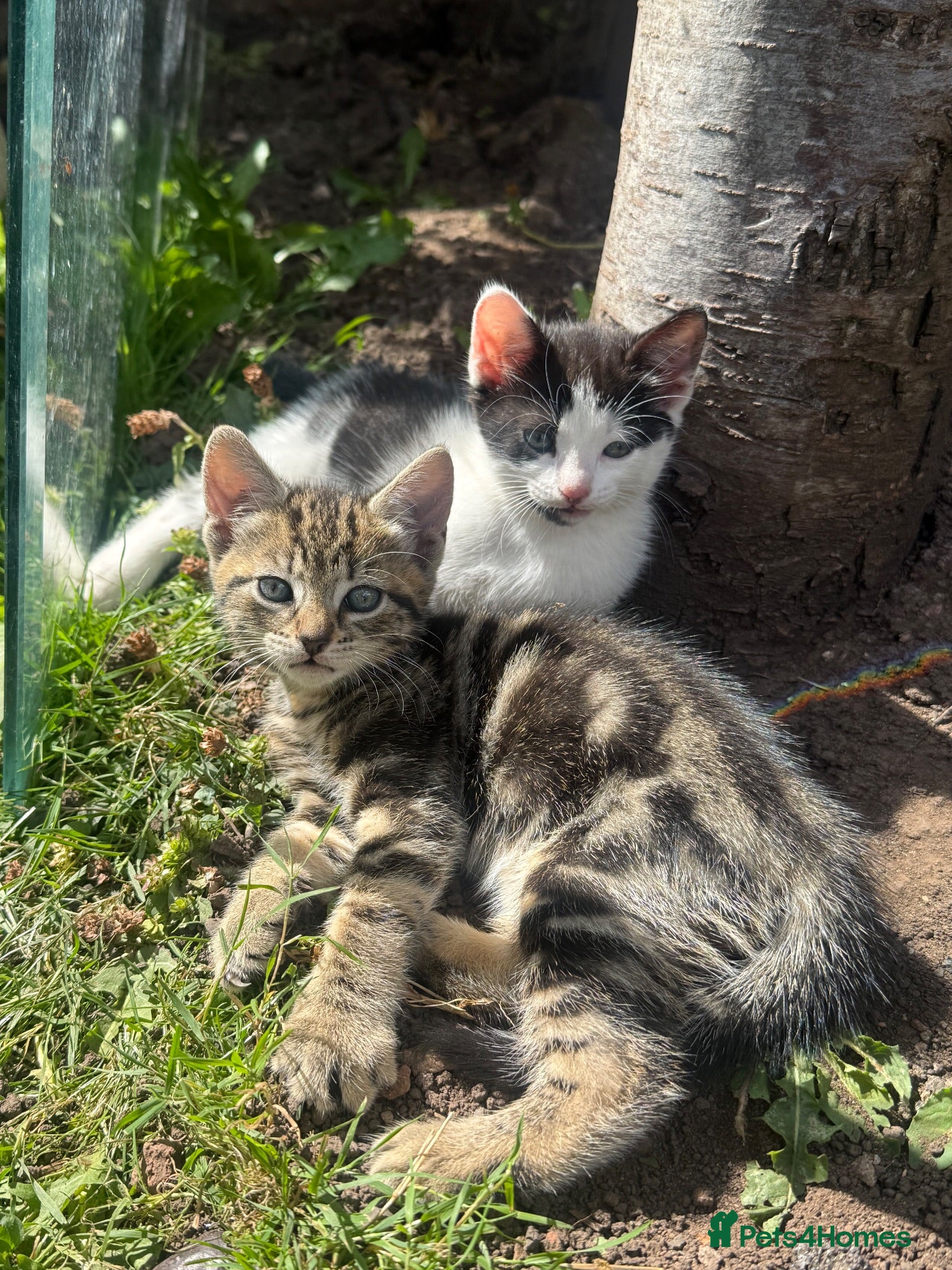 Mixed Breed cats Mum and 3 kittens for sale to good homes - Advert 1
