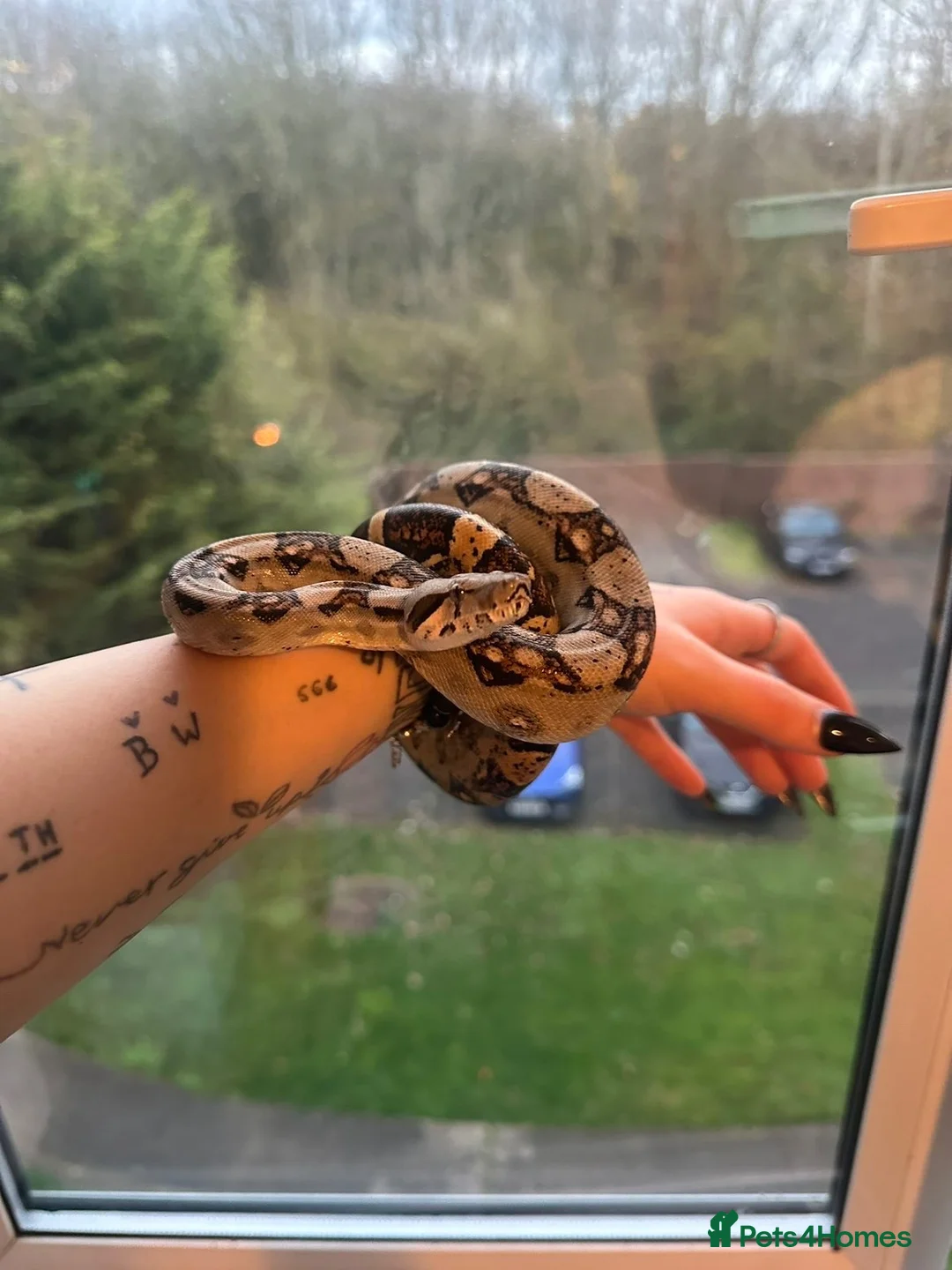 Boa Snake reptiles for sale: Hypo img and black eyed anery boas  in Runcorn - Advert 6