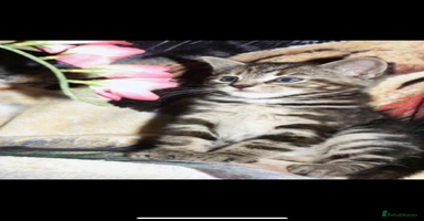 Mixed Breed cats - Advert 15