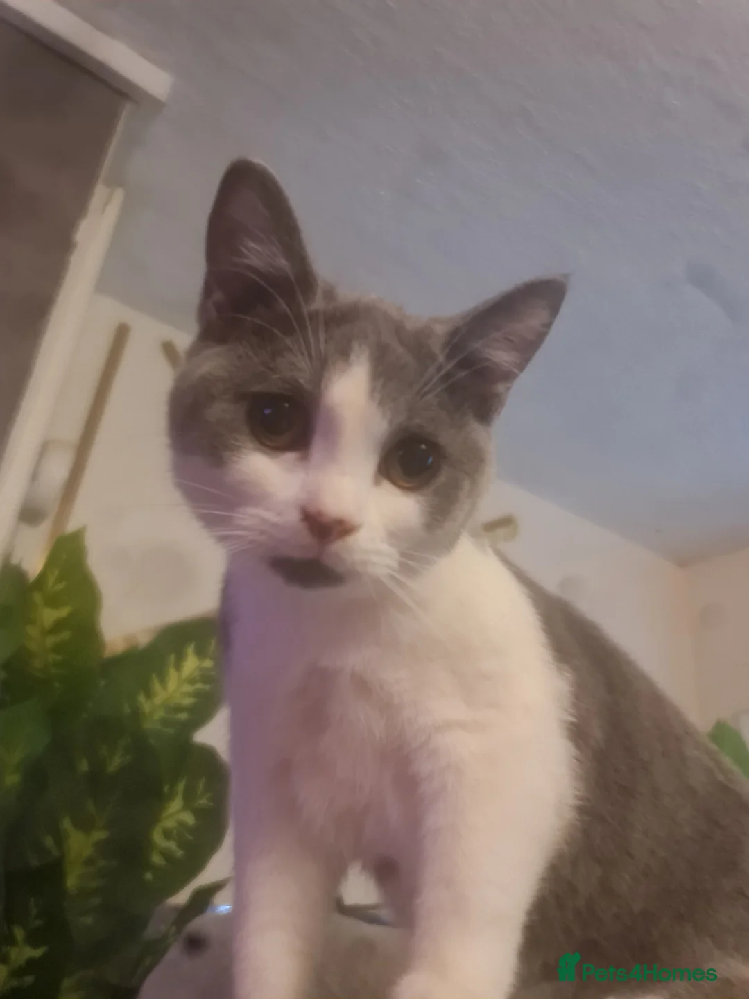 Mixed Breed cats for sale: Stunning  kittens looking  4 new home - Advert 7