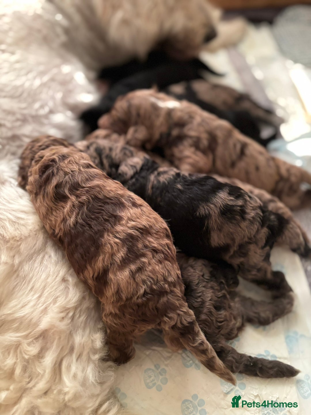 Goldendoodle dogs for sale: F1B Goldendoodle Puppies – Merle & Black – Essex - Image 1