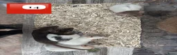 Rat rodents for sale: Baby full size and dwarf rats for sale Sheffield - Advert 7