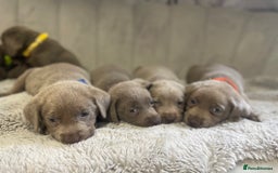 Labrador Retriever dogs for sale: Stunning silver Labradors puppy’s  - Advert 19