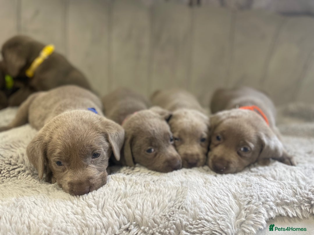 Labrador Retriever dogs for sale: Stunning silver Labradors puppy’s  - Advert 19