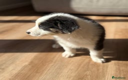 Australian Shepherd dogs for sale: Last KC registered Australian Shepard puppy! - Image 9