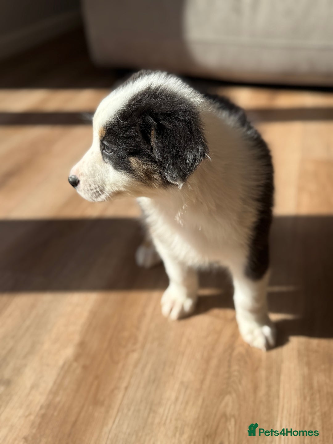 Australian Shepherd dogs for sale: Last KC registered Australian Shepard puppy! - Image 9