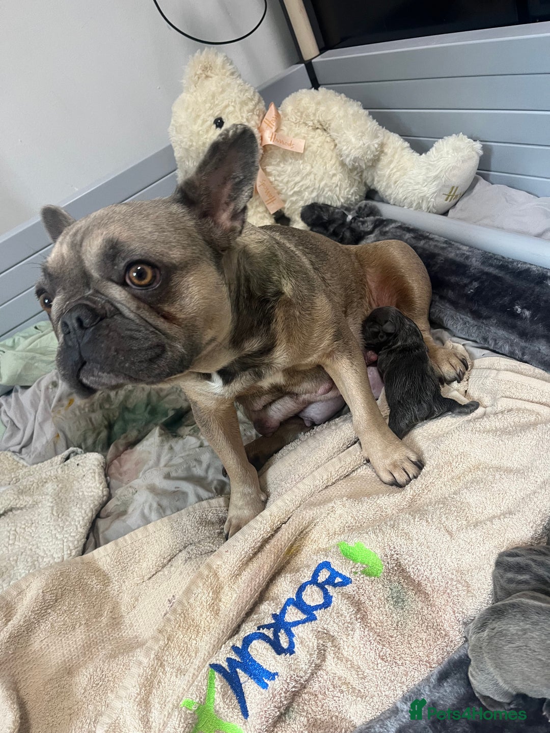 French Bulldog dogs for sale: Blue French bulldogs - Image 15