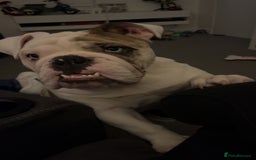 English Bulldog dogs for stud: British Bulldog Stud - First time available.  - Image 6