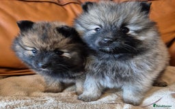 Pomeranian dogs for sale: Beautiful little pomeranians - Advert 8