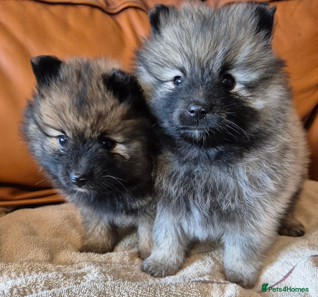 Pomeranian dogs for sale: Beautiful little pomeranians - Advert 8