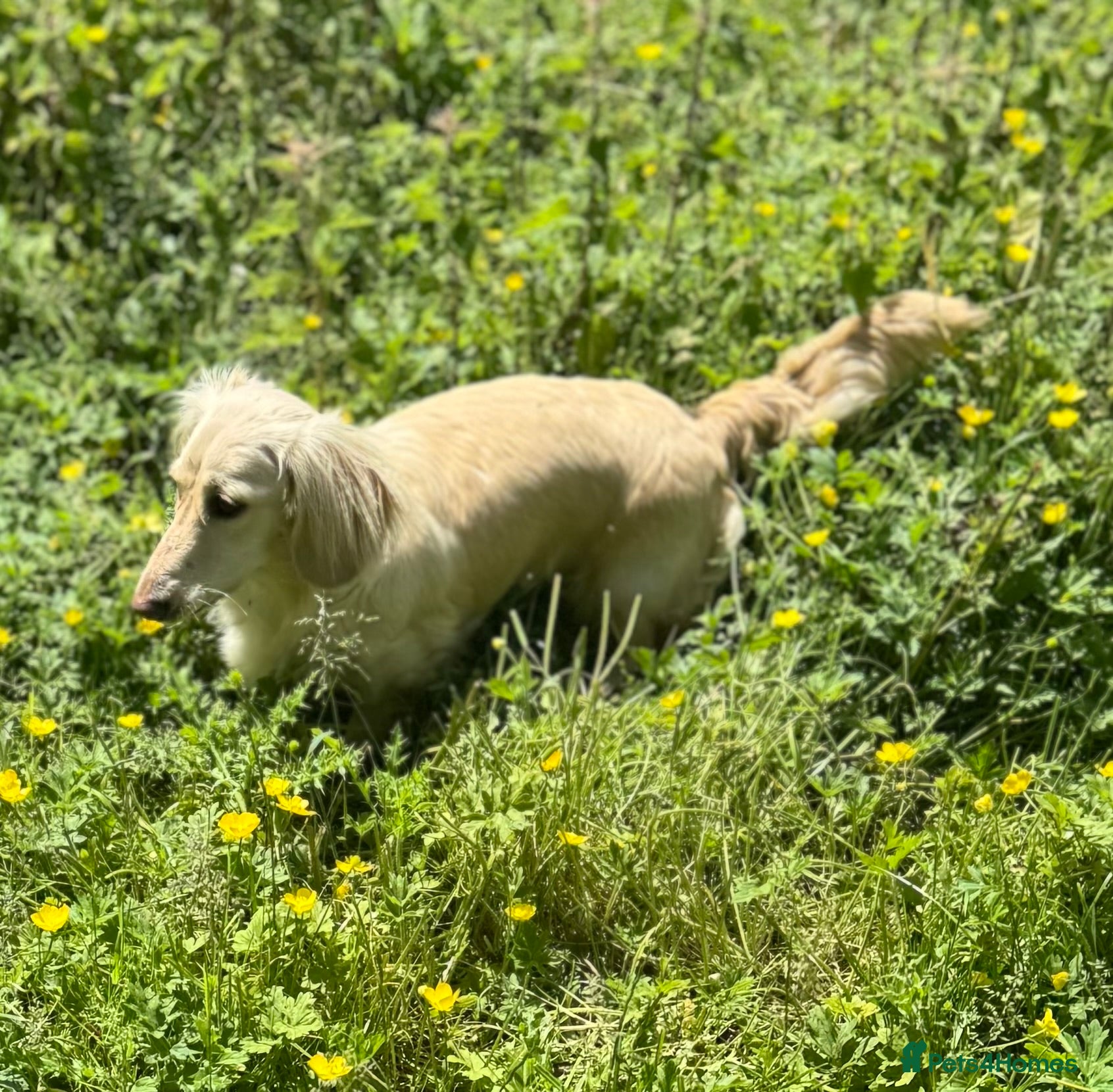 Miniature Dachshund dogs Miniature Dachshunds longhaired puppies - Advert 2