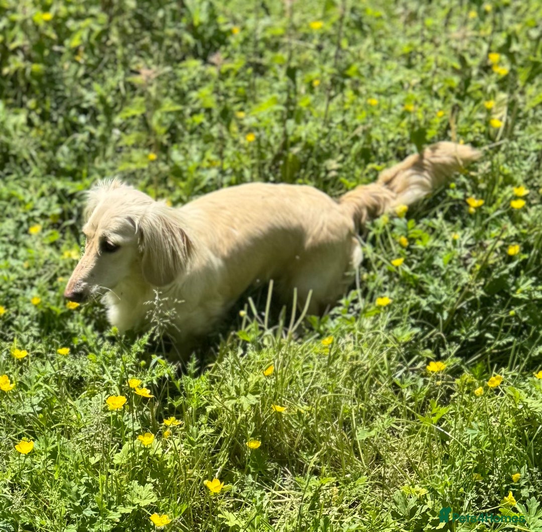 Miniature Dachshund dogs for sale: Miniature Dachshunds longhaired puppies - Advert 2