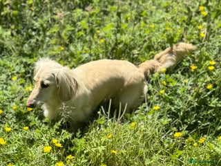 Miniature Dachshund dogs Miniature Dachshunds longhaired puppies - Advert 4