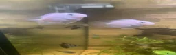 Cichlids fish for sale:  Polar Blue and Platinum white Parrot Cichlids in Portsmouth - Advert 2